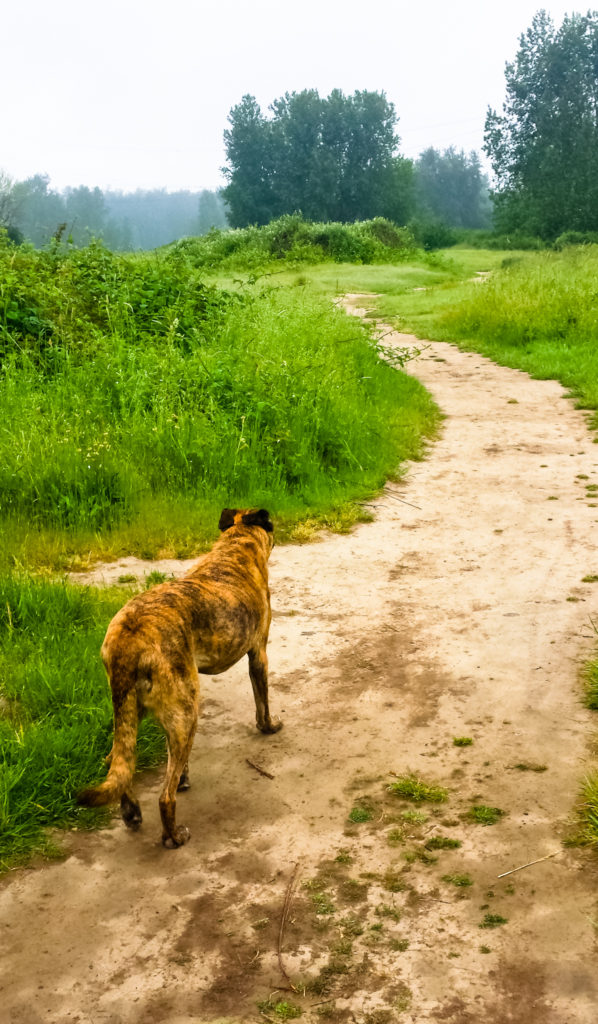 Dog on a trail