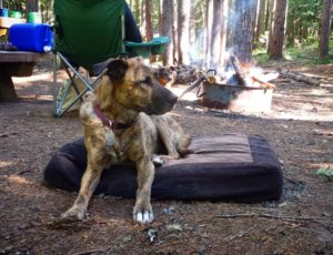 An old dog lies in a campsite by a campfire. 